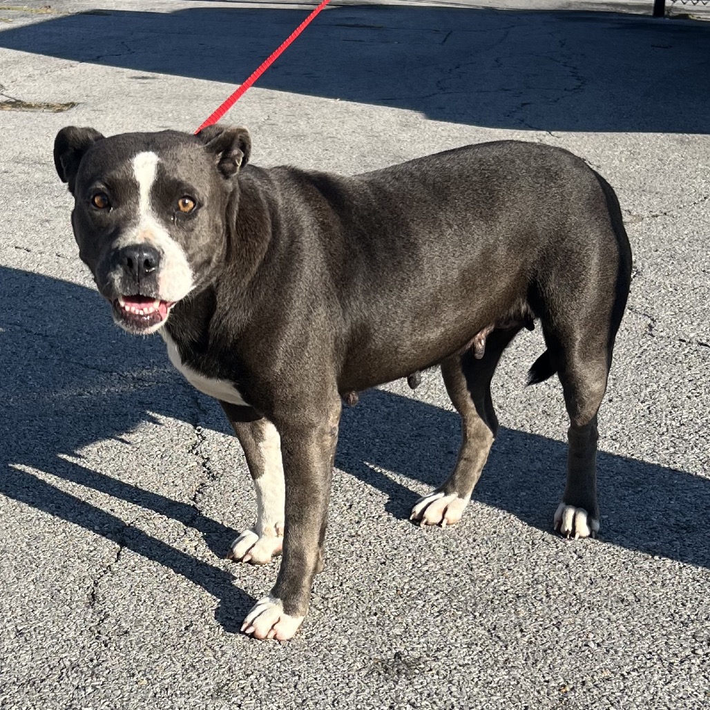 Shelter Stray Female Dog last seen , 4500 N Access Rd, Chattanooga, TN 37415, USA