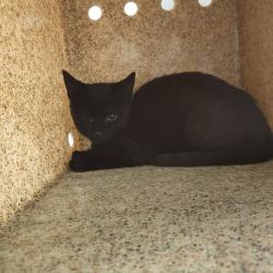 Shelter Stray Unknown Cat last seen , Animal Care & Control Team of Philly, 111 W Hunting Park Ave, Philadelphia, PA 19140, USA