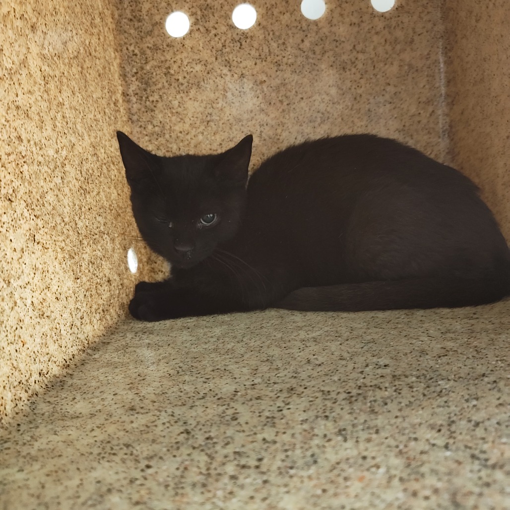 Shelter Stray Unknown Cat last seen , Animal Care & Control Team of Philly, 111 W Hunting Park Ave, Philadelphia, PA 19140, USA