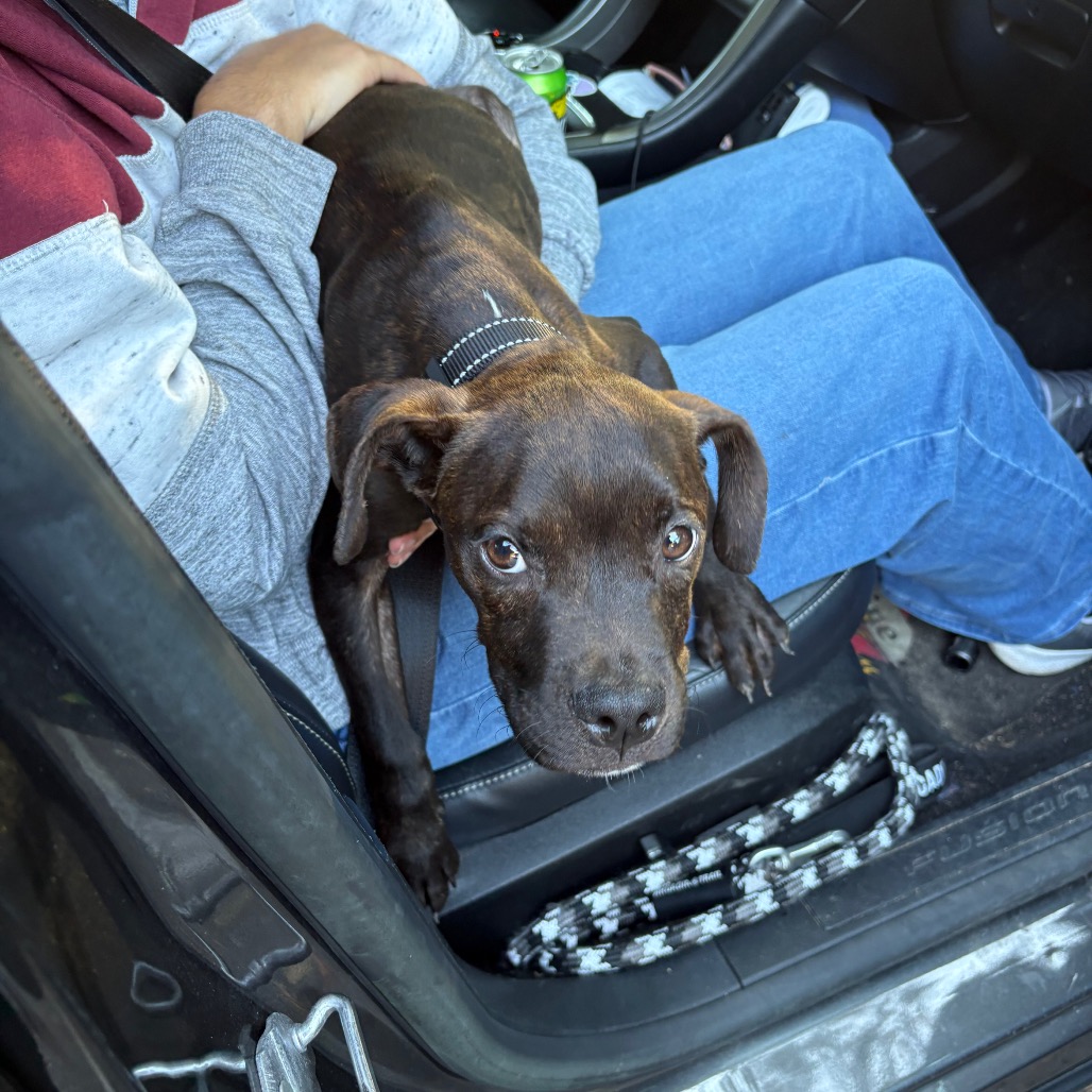 Shelter Stray Male Dog last seen , 4900 Milgen Rd, Columbus, GA 31907, USA