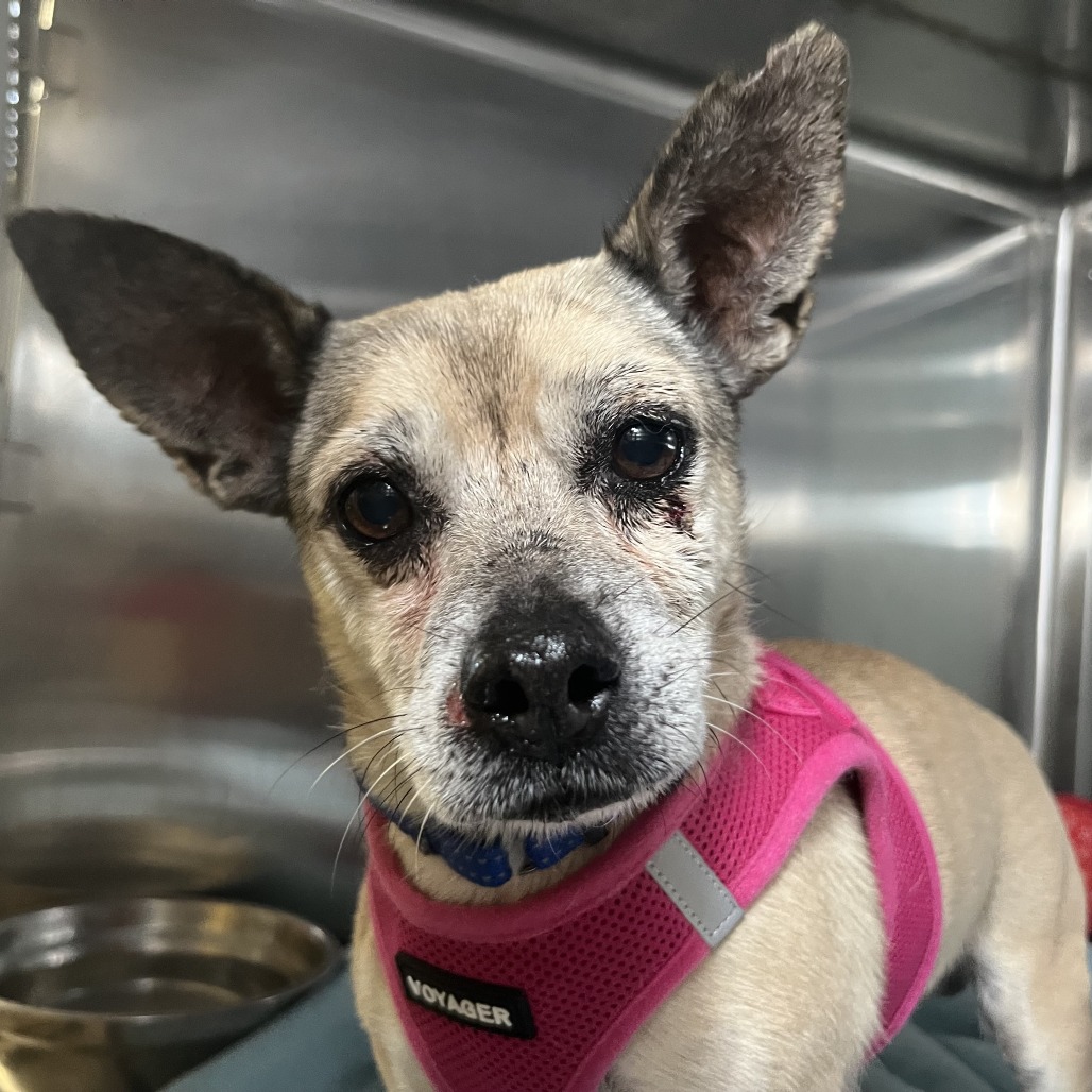 Shelter Stray Male Dog last seen , 4575 E Mesquite Ave, Palm Springs, CA 92264, USA
