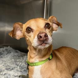 Shelter Stray Male Dog last seen , 4575 E Mesquite Ave, Palm Springs, CA 92264, USA