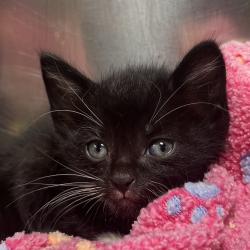 Shelter Stray Male Cat last seen , 4575 E Mesquite Ave, Palm Springs, CA 92264, USA