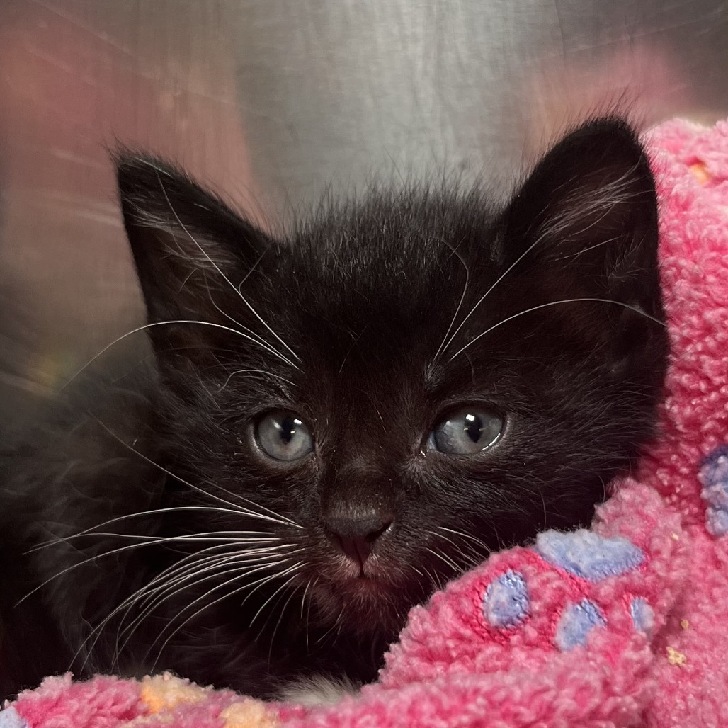 Shelter Stray Male Cat last seen , 4575 E Mesquite Ave, Palm Springs, CA 92264, USA