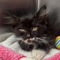 Shelter Stray Male Cat last seen , 4575 E Mesquite Ave, Palm Springs, CA 92264, USA