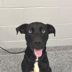 Shelter Stray Female Dog last seen , 328 Furman Hall Rd, Greenville, SC 29609, USA