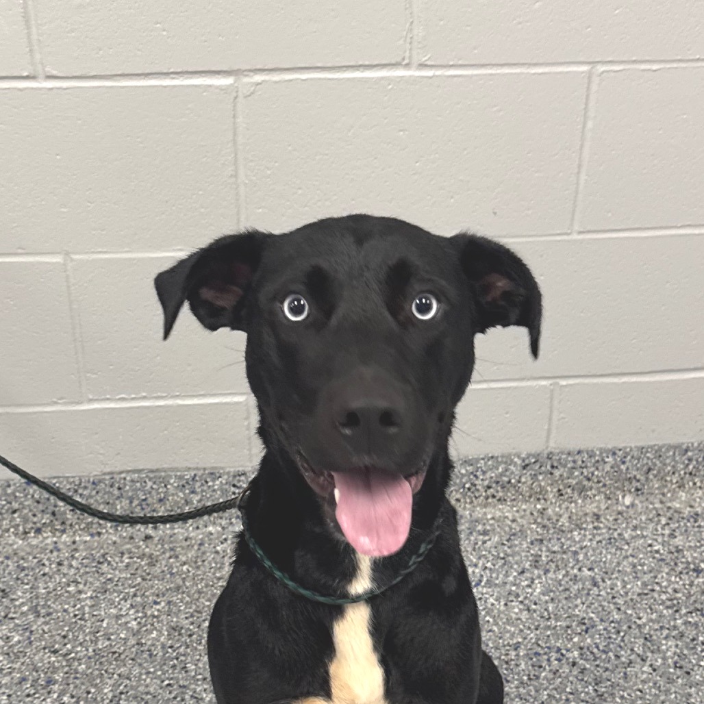 Shelter Stray Female Dog last seen , 328 Furman Hall Rd, Greenville, SC 29609, USA