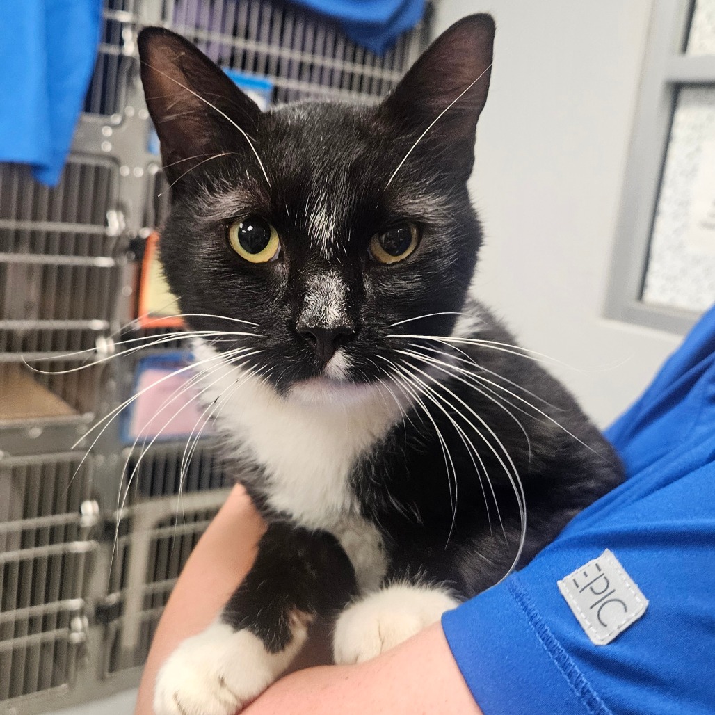 Shelter Stray Male Cat last seen , 328 Furman Hall Rd, Greenville, SC 29609, USA