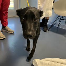 Shelter Stray Male Dog last seen , 980 Guilford College Rd, Greensboro, NC 27409, USA