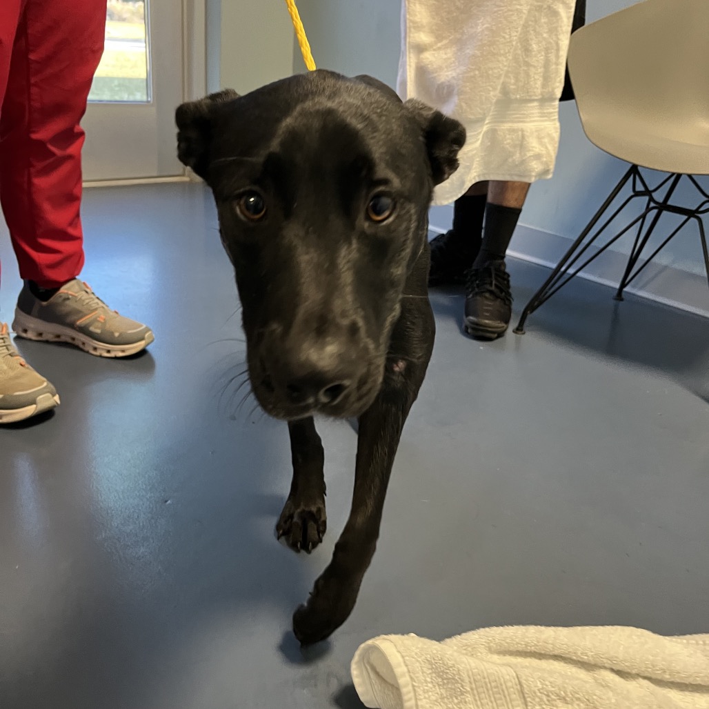 Shelter Stray Male Dog last seen , 980 Guilford College Rd, Greensboro, NC 27409, USA