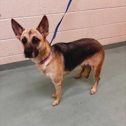 Shelter Stray Female Dog last seen , 2350 Appling City Cove, Memphis, TN 38133, USA