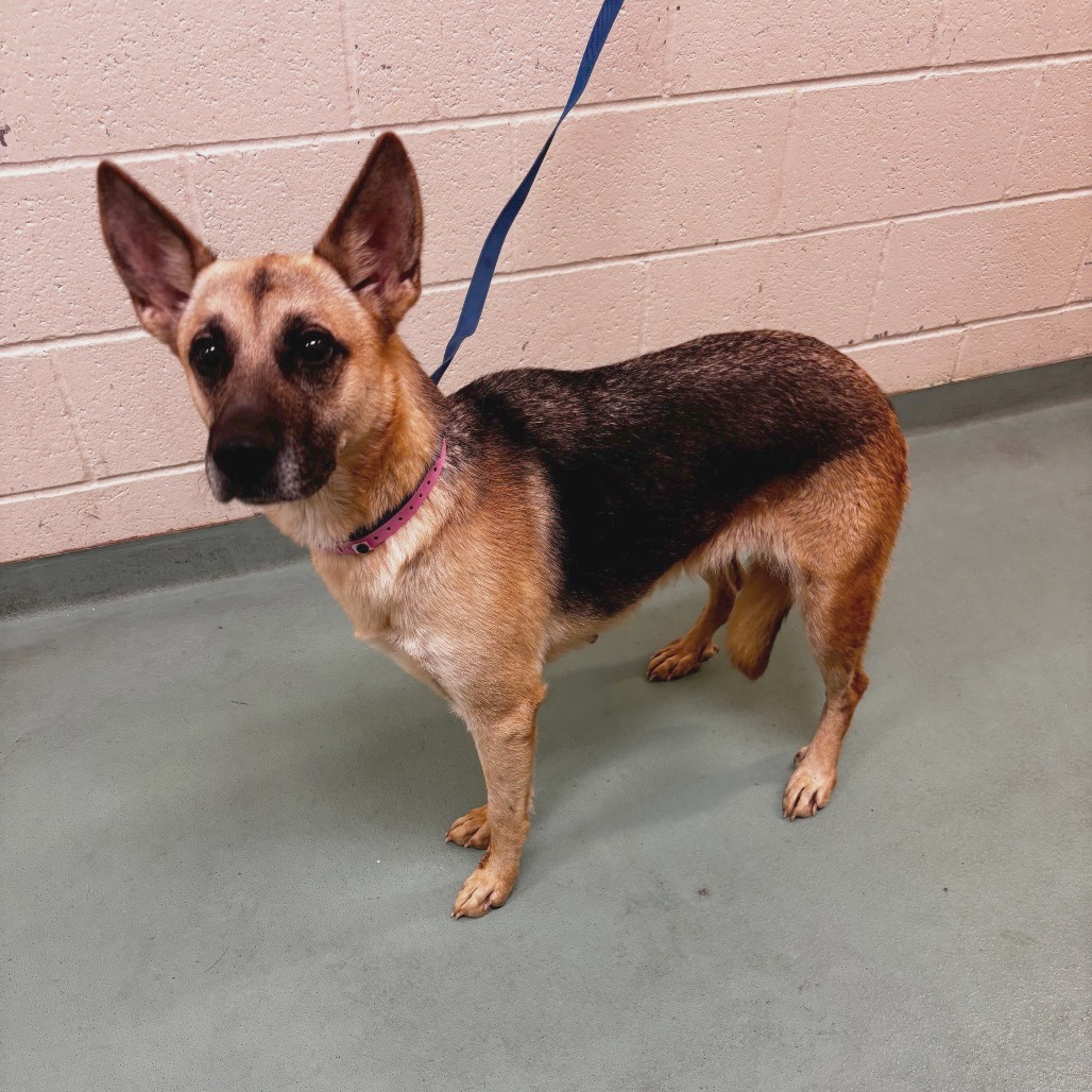 Shelter Stray Female Dog last seen , 2350 Appling City Cove, Memphis, TN 38133, USA