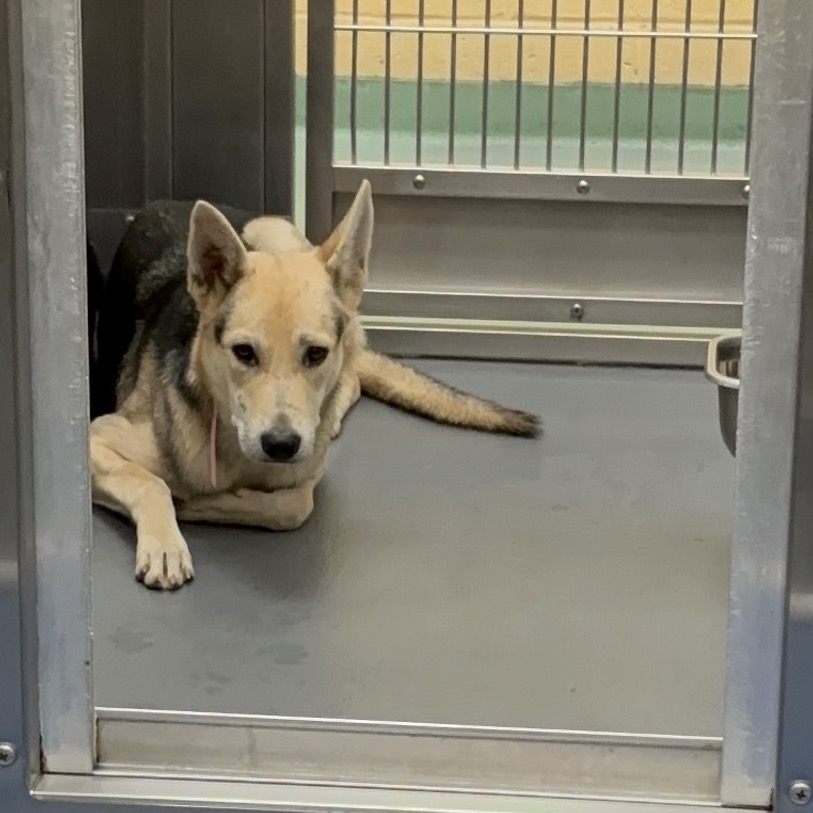 Shelter Stray Female Dog last seen , 2350 Appling City Cove, Memphis, TN 38133, USA