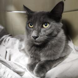 Shelter Stray Female Cat last seen , 3607 N Armenia Ave, Tampa, FL 33607, USA