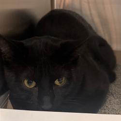 Shelter Stray Male Cat last seen , 3607 N Armenia Ave, Tampa, FL 33607, USA