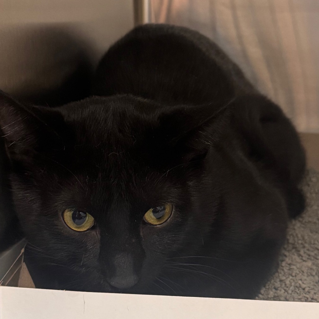 Shelter Stray Male Cat last seen , 3607 N Armenia Ave, Tampa, FL 33607, USA