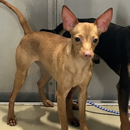 Shelter Stray Female Dog last seen , 3607 N Armenia Ave, Tampa, FL 33607, USA