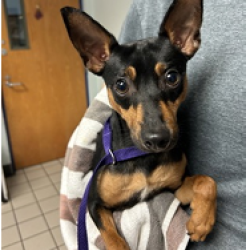 Shelter Stray Male Dog last seen , 3607 N Armenia Ave, Tampa, FL 33607, USA