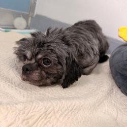 Shelter Stray Male Dog last seen , 3607 N Armenia Ave, Tampa, FL 33607, USA