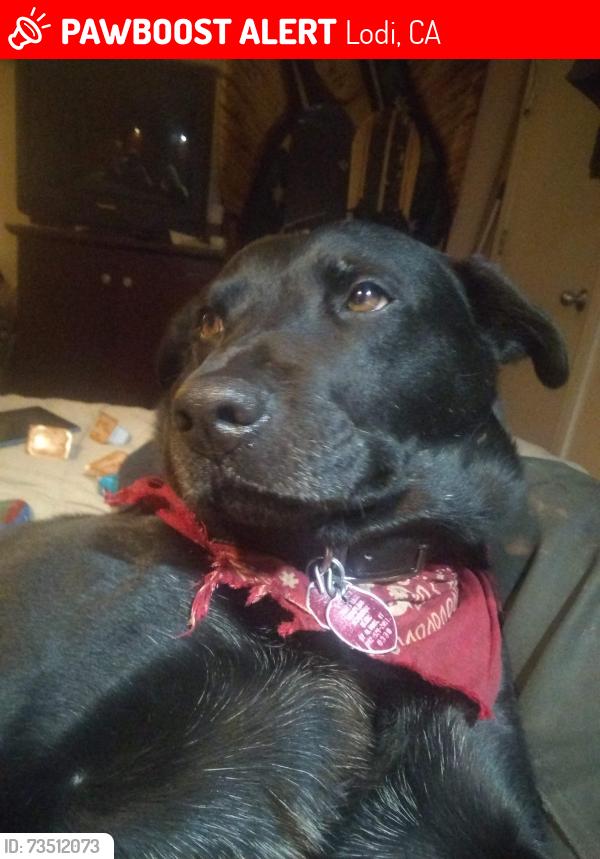 Lost Male Dog last seen Lockeford Street, Lodi, CA 95258