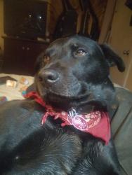 Lost Male Dog last seen Lockeford Street, Lodi, CA 95258