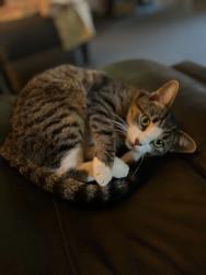 Reunited Female Cat last seen 18th and E street, Merced, CA 95340