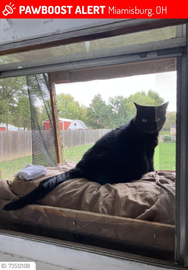 Lost Female Cat last seen South union tf, Miamisburg, OH 45342