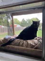 Lost Female Cat last seen South union tf, Miamisburg, OH 45342