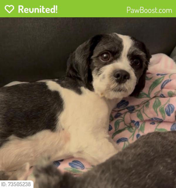 Reunited Male Dog last seen Santa ana blvd and s. Citron st, Anaheim, CA 92805