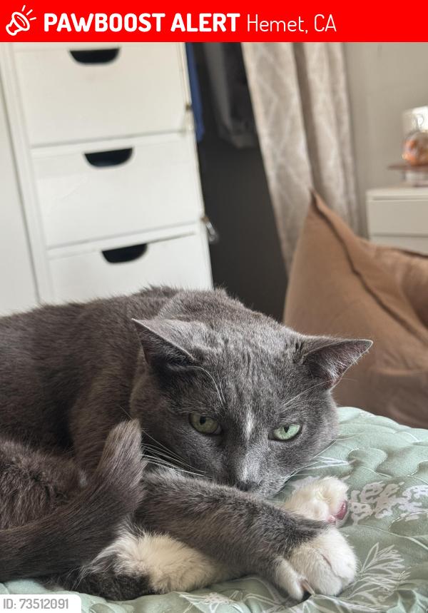 Lost Male Cat last seen Acacia, Hemet, CA 92544
