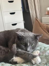 Lost Male Cat last seen Acacia, Hemet, CA 92544