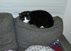 Reunited Male Cat last seen Curbow & Bradyville, Murfreesboro, TN 37127