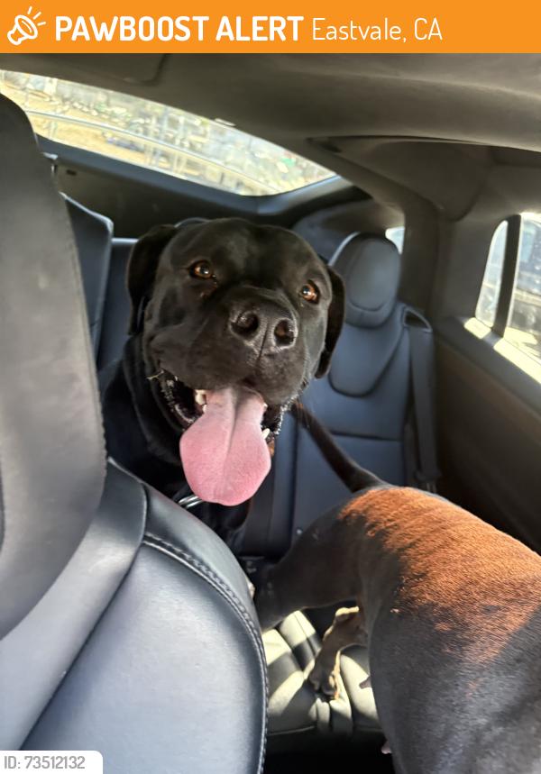 Found/Stray Male Dog last seen Near Walmart, Eastvale, CA 92880