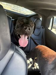 Found/Stray Male Dog last seen Near Walmart, Eastvale, CA 92880
