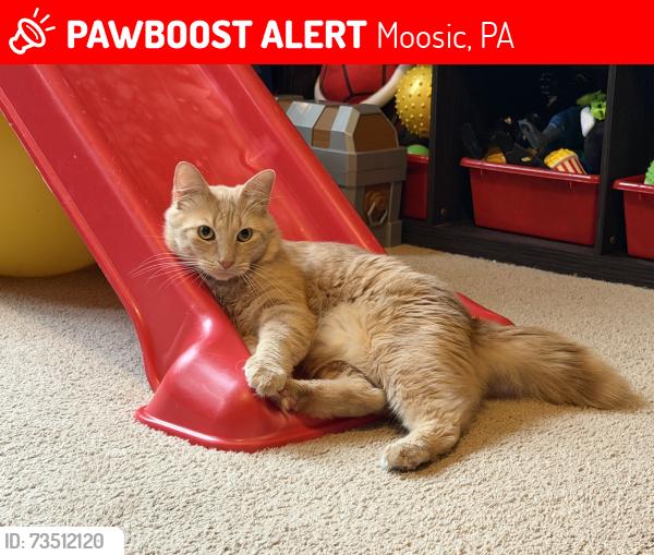 Lost Male Cat last seen Springbrook Avenue right off of 502, Moosic, PA 18507