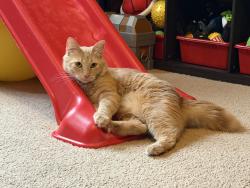 Lost Male Cat last seen Springbrook Avenue right off of 502, Moosic, PA 18507