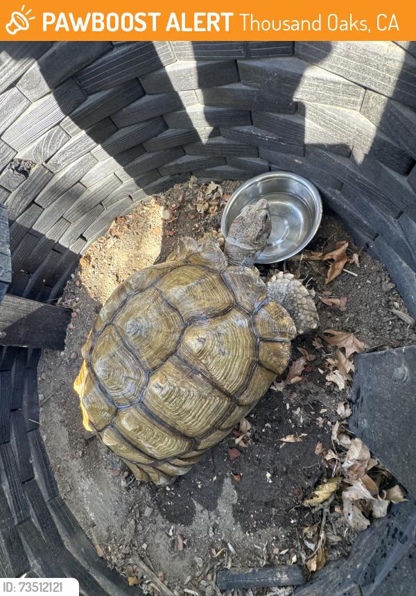 Found/Stray Unknown Reptile last seen Windsor Dr & strawberry hill rd, Thousand Oaks, CA 91360