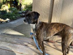 Reunited Male Dog last seen Hood Canal Drive near bend (Jake’s Creek), Hansville, WA 98340