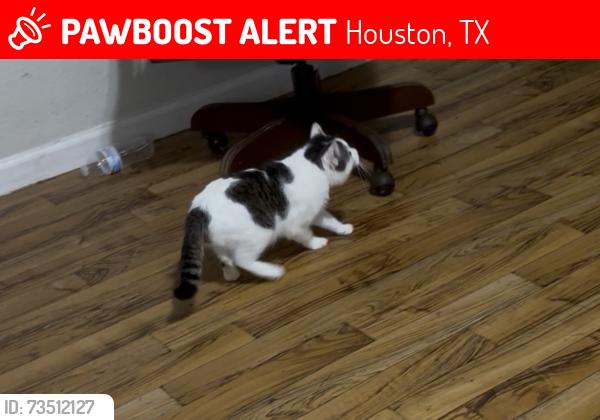 Lost Male Cat last seen Near burman st, Houston, TX 77029