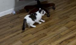 Lost Male Cat last seen Near burman st, Houston, TX 77029