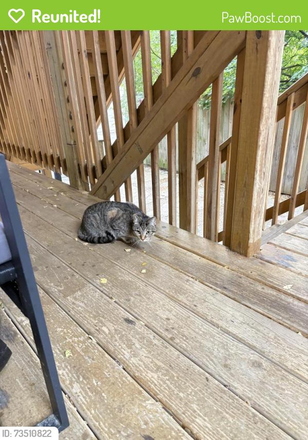 Reunited Unknown Cat last seen Found on my porch behind Mary E Courtenay Elementary School, Chicago, IL 60640