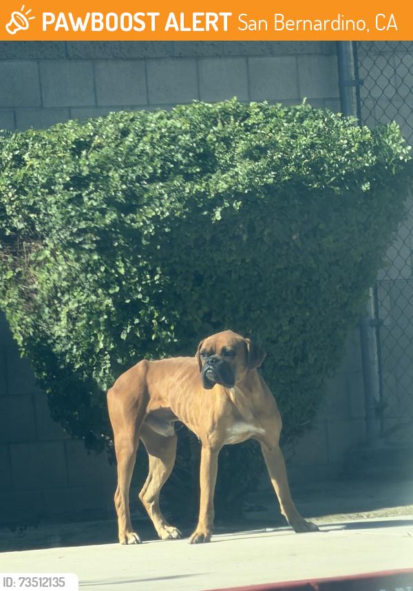 Found/Stray Male Dog last seen Gómez elementary off 11th st, San Bernardino, CA 92405
