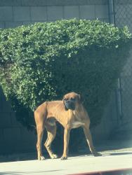 Found/Stray Male Dog last seen Gómez elementary off 11th st, San Bernardino, CA 92405