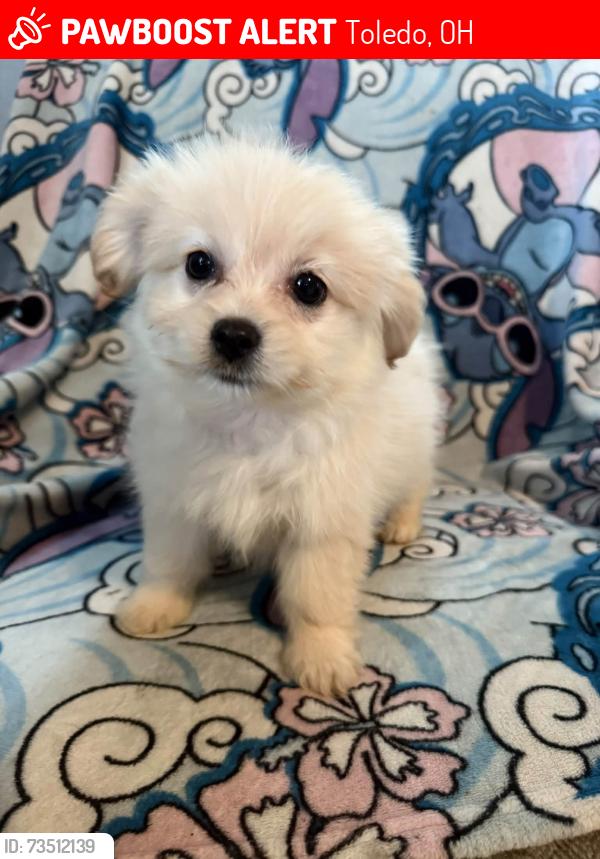 Lost Female Dog last seen Delaware and Maplewood Avenue, Toledo, OH 43608