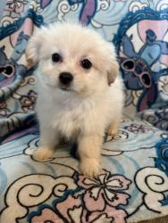 Lost Female Dog last seen Delaware and Maplewood Avenue, Toledo, OH 43608