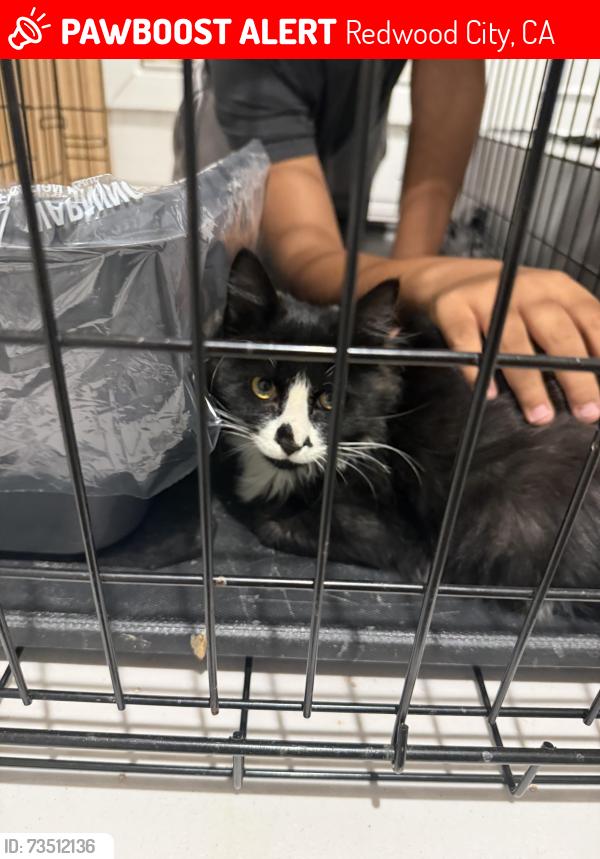 Lost Male Cat last seen Nine Lives Vet Clinic parking lot, Redwood City, CA 94063
