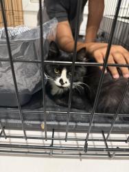 Lost Male Cat last seen Nine Lives Vet Clinic parking lot, Redwood City, CA 94063