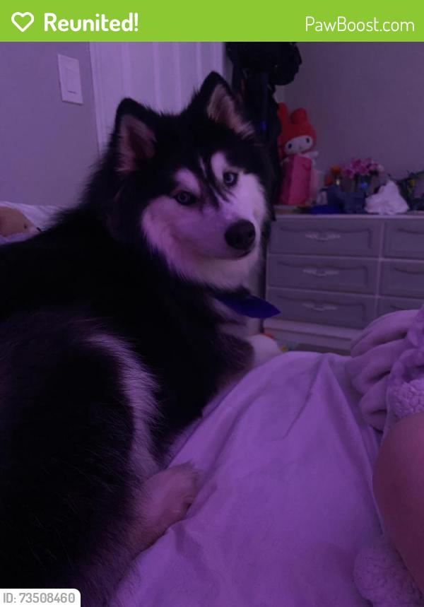 Reunited Male Dog last seen Goldenrod Road, Orlando, FL 32822