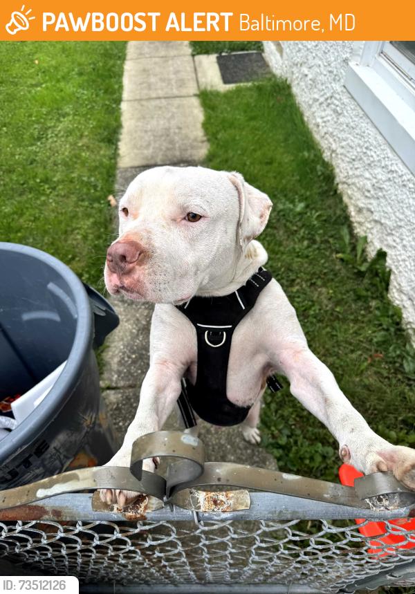 Found/Stray Male Dog last seen Liberty heights and cedardale rd, Baltimore, MD 21207