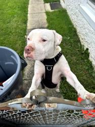 Found/Stray Male Dog last seen Liberty heights and cedardale rd, Baltimore, MD 21207